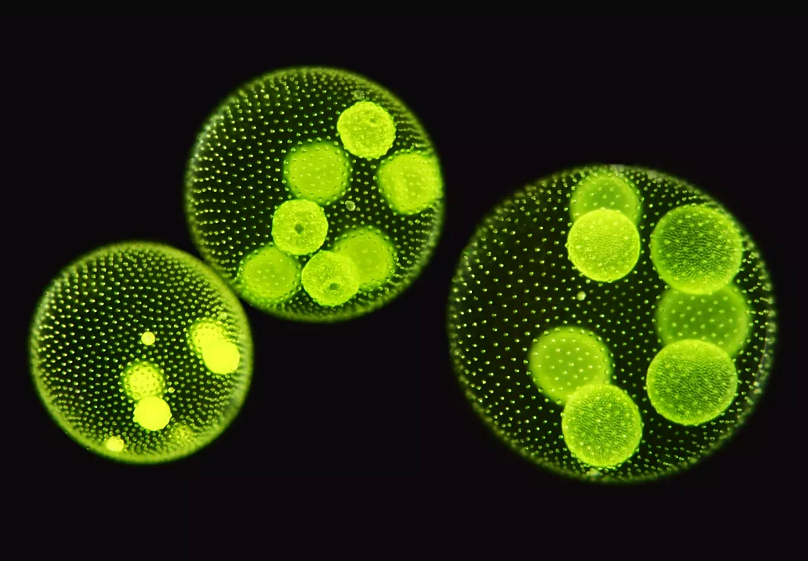 Mit Licht auf Quantenebene ausgleichen
